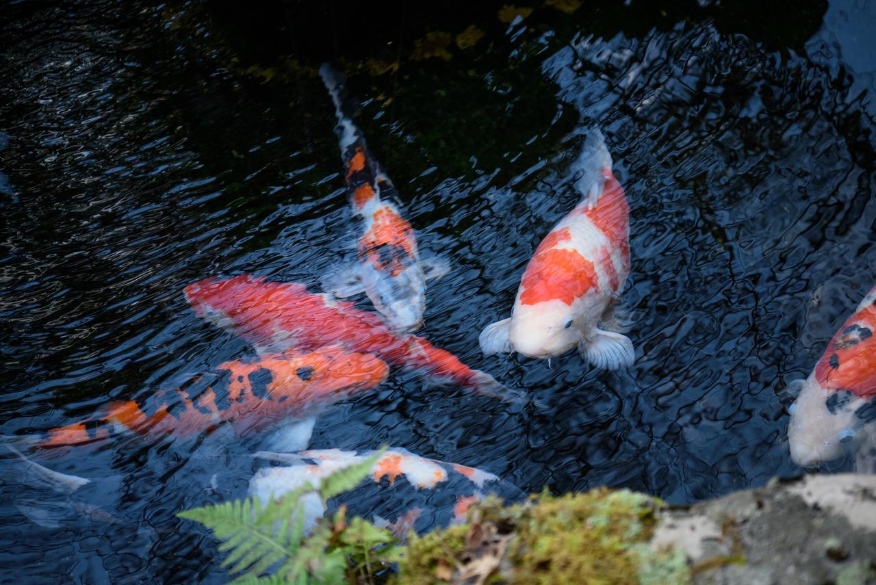 Hotel Yunohira Kamiyanagiya Jufu Exteriér fotografie